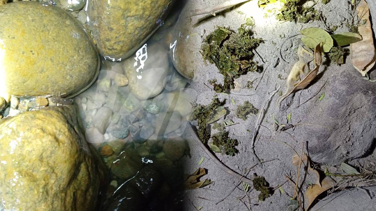 Denuncian presunto envenenamiento en río Majes