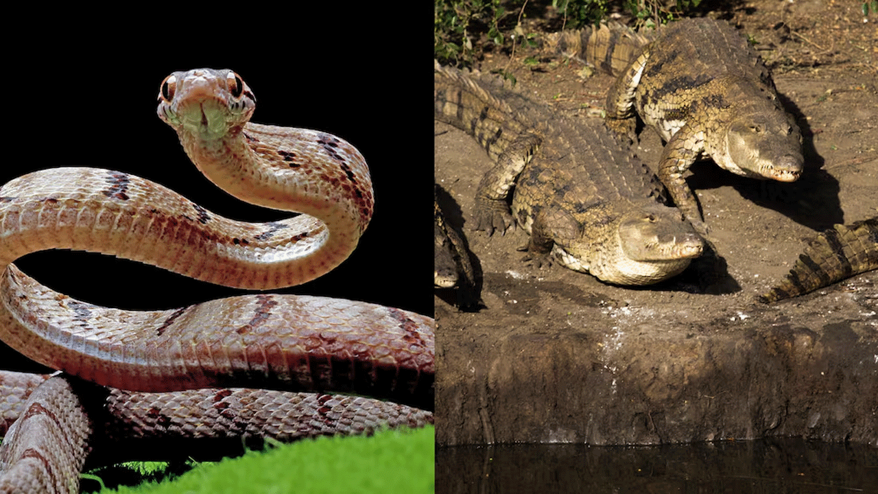 India evalúa usar serpientes y cocodrilos para reforzar su frontera con Bangladesh