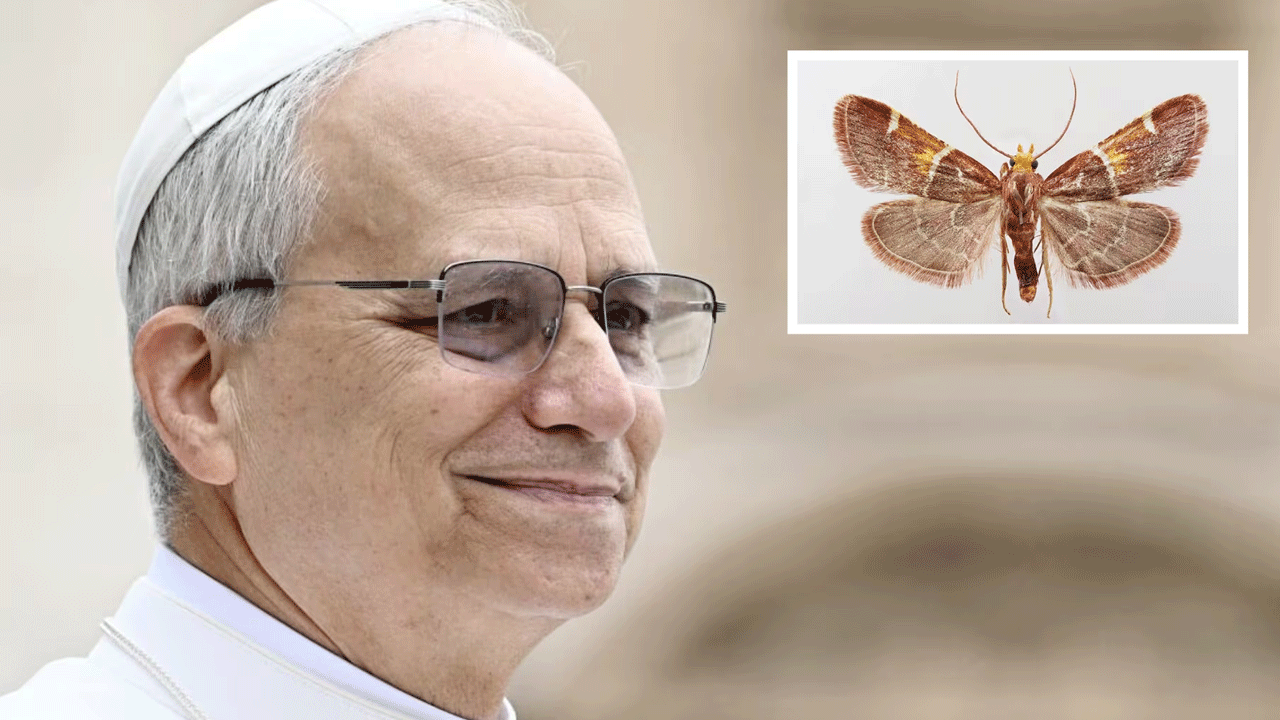 Nueva especie de polilla fue bautizada en honor al papa León XIV